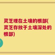 灵芝埋在土壤的根部(灵芝存放于土壤深处的根部)