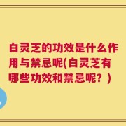 白灵芝的功效是什么作用与禁忌呢(白灵芝有哪些功效和禁忌呢？)