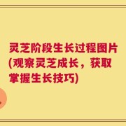 灵芝阶段生长过程图片(观察灵芝成长，获取掌握生长技巧)