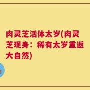 肉灵芝活体太岁(肉灵芝现身：稀有太岁重返大自然)