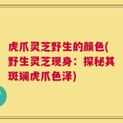 虎爪灵芝野生的颜色(野生灵芝现身：探秘其斑斓虎爪色泽)