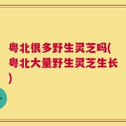 粤北很多野生灵芝吗(粤北大量野生灵芝生长)