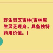野生灵芝吉林(吉林原生灵芝现身，具备独特药用价值。)