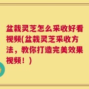 盆栽灵芝怎么采收好看视频(盆栽灵芝采收方法，教你打造完美效果视频！)