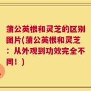 蒲公英根和灵芝的区别图片(蒲公英根和灵芝：从外观到功效完全不同！)