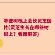 哪些树根上会长灵芝图片(灵芝生长在哪些树根上？看图解答)
