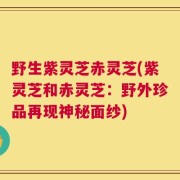 野生紫灵芝赤灵芝(紫灵芝和赤灵芝：野外珍品再现神秘面纱)