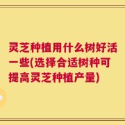 灵芝种植用什么树好活一些(选择合适树种可提高灵芝种植产量)