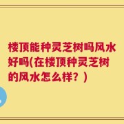 楼顶能种灵芝树吗风水好吗(在楼顶种灵芝树的风水怎么样？)