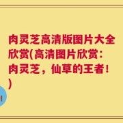 肉灵芝高清版图片大全欣赏(高清图片欣赏：肉灵芝，仙草的王者！)