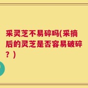 采灵芝不易碎吗(采摘后的灵芝是否容易破碎？)