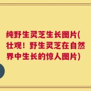 纯野生灵芝生长图片(壮观！野生灵芝在自然界中生长的惊人图片)