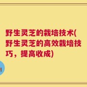 野生灵芝的栽培技术(野生灵芝的高效栽培技巧，提高收成)