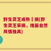 野生灵芝成熟釆摘(野生灵芝采摘，瑰丽自然风情独具)