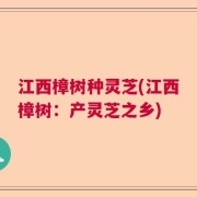 江西樟树种灵芝(江西樟树：产灵芝之乡)