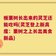 板栗树长出来的灵芝还能吃吗(灵芝登上新高度：栗树之上长出美食新品)