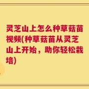 灵芝山上怎么种草菇苗视频(种草菇苗从灵芝山上开始，助你轻松栽培)
