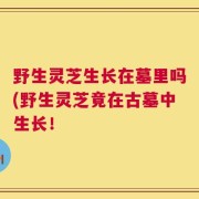 野生灵芝生长在墓里吗(野生灵芝竟在古墓中生长！