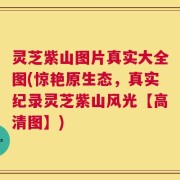 灵芝紫山图片真实大全图(惊艳原生态，真实纪录灵芝紫山风光【高清图】)