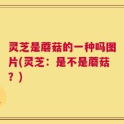 灵芝是蘑菇的一种吗图片(灵芝：是不是蘑菇？)