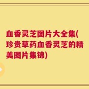 血香灵芝图片大全集(珍贵草药血香灵芝的精美图片集锦)