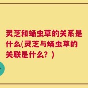 灵芝和蛹虫草的关系是什么(灵芝与蛹虫草的关联是什么？)
