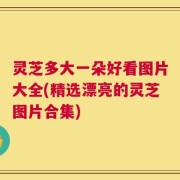 灵芝多大一朵好看图片大全(精选漂亮的灵芝图片合集)