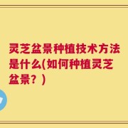 灵芝盆景种植技术方法是什么(如何种植灵芝盆景？)