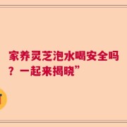 家养灵芝泡水喝安全吗？一起来揭晓”