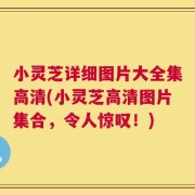 小灵芝详细图片大全集高清(小灵芝高清图片集合，令人惊叹！)