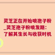 灵芝正在开始喷孢子粉_灵芝孢子粉喷发期:了解其生长与收获时机