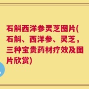 石斛西洋参灵芝图片(石斛、西洋参、灵芝，三种宝贵药材疗效及图片欣赏)