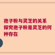 孢子粉与灵芝的关系 探究孢子粉是灵芝的何种存在