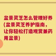 盆景灵芝怎么管理好养(盆景灵芝养护指南，让你轻松打造观赏兼药用盆景)