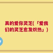 真的爱你灵芝(「爱我们的灵芝愈发炽热」)