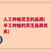 人工种植灵芝的品质(手工种植的灵芝品质优良)