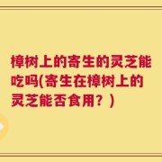 樟树上的寄生的灵芝能吃吗(寄生在樟树上的灵芝能否食用？)