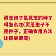 灵芝孢子是灵芝的种子吗怎么吃(灵芝孢子不是种子，正确食用方法让你更健康)