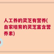 人工养的灵芝有营养(自家培育的灵芝富含营养素)