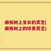 麻栎树上生长的灵芝(麻栎树上的珍贵灵芝)