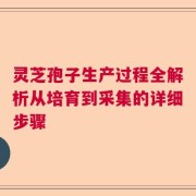 灵芝孢子生产过程全解析从培育到采集的详细步骤