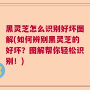 黑灵芝怎么识别好坏图解(如何辨别黑灵芝的好坏？图解帮你轻松识别！)