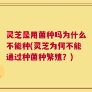 灵芝是用菌种吗为什么不能种(灵芝为何不能通过种菌种繁殖？)