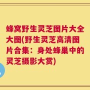 蜂窝野生灵芝图片大全大图(野生灵芝高清图片合集：身处蜂巢中的灵芝摄影大赏)