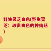 野生灵芝白色(野生灵芝：珍贵白色的神仙菇)