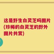 这是野生白灵芝吗图片(珍稀的白灵芝的野外图片共赏)