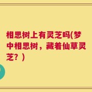 相思树上有灵芝吗(梦中相思树，藏着仙草灵芝？)