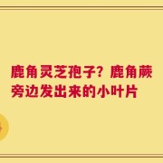 鹿角灵芝孢子？鹿角蕨旁边发出来的小叶片