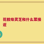 花胶烩灵芝和什么菜接近