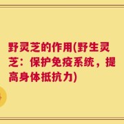 野灵芝的作用(野生灵芝：保护免疫系统，提高身体抵抗力)